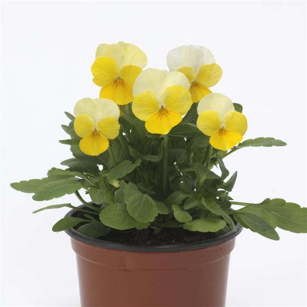 Sorbet<sup>®</sup> Yellow Beacon Container