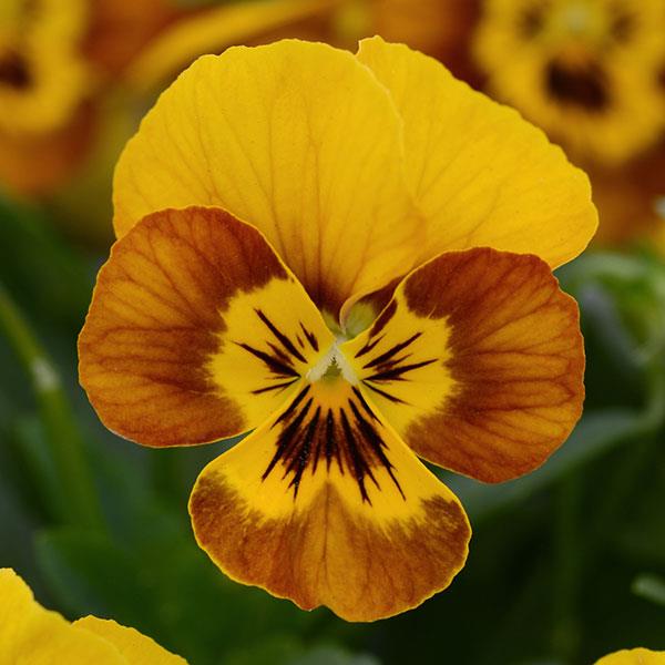 Sorbet<sup>®</sup> Honeybee Bloom