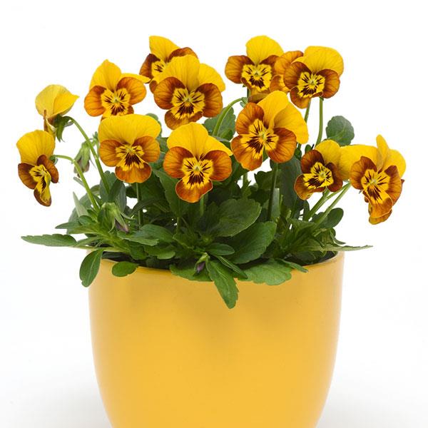 Sorbet<sup>®</sup> Honeybee Container