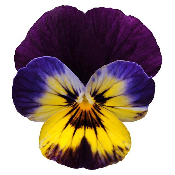 Sorbet<sup>®</sup> Midnight Glow Bloom