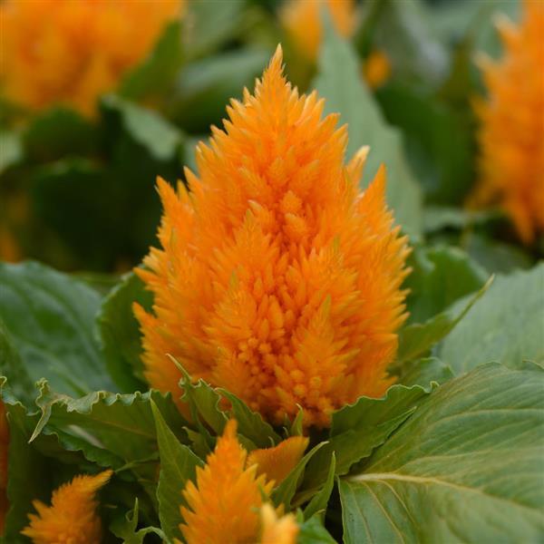 Ice Cream Yellow Bloom