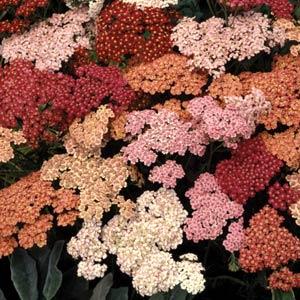 Achillea millefolium Summer Berries Bloom