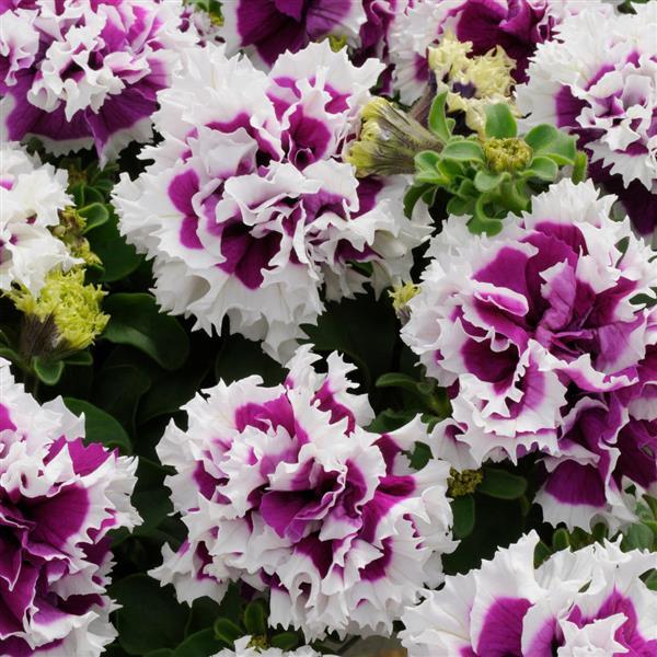Pirouette Purple Bloom