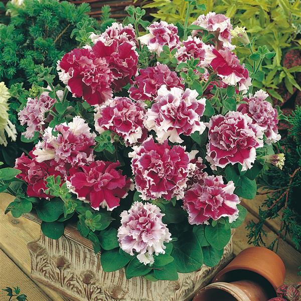 Pirouette Rose Container