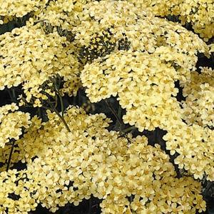 Achillea millefolium Marie Ann Bloom