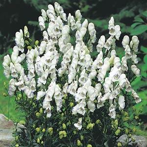 Aconitum cammarum Eleanora Garden