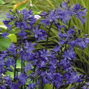 Agapanthus Headbourne Hybrids Bloom