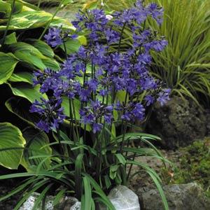 Agapanthus Headbourne Hybrids Garden