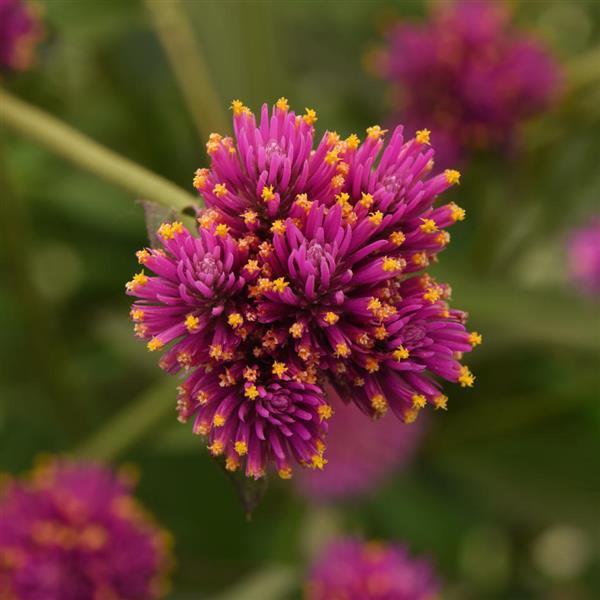 Gomphrena Fireworks Bloom
