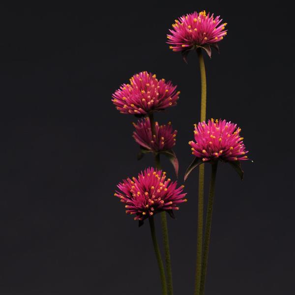 Gomphrena Fireworks Cutflower