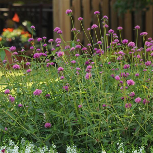 Gomphrena Fireworks Landscape