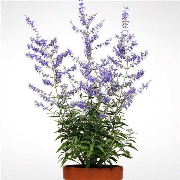 Perovskia CrazyBlue Container