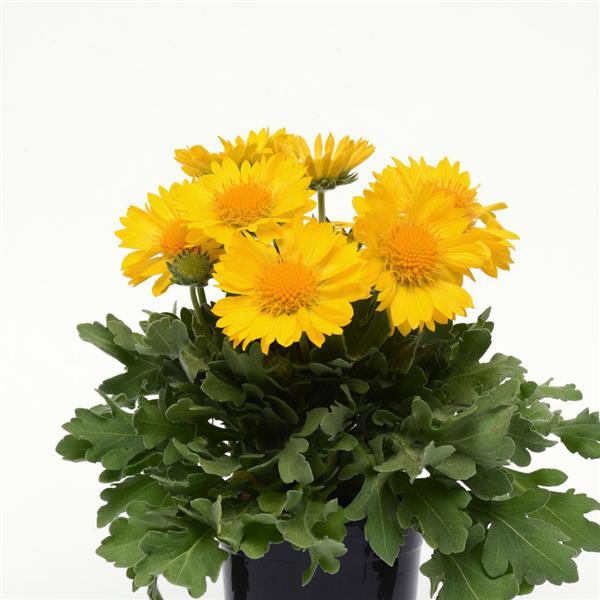 Mesa™ Yellow Container