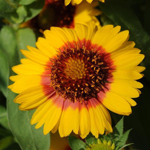 Mesa™ Bright Bicolor Bloom