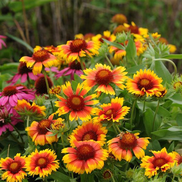 Mesa™ Bright Bicolor Landscape