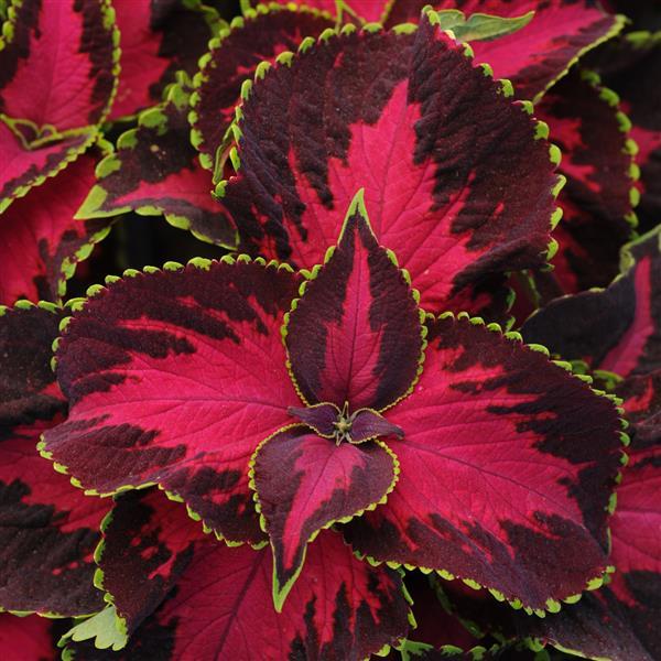 Coleus, Premium Sun Chocolate Covered Cherry Bloom