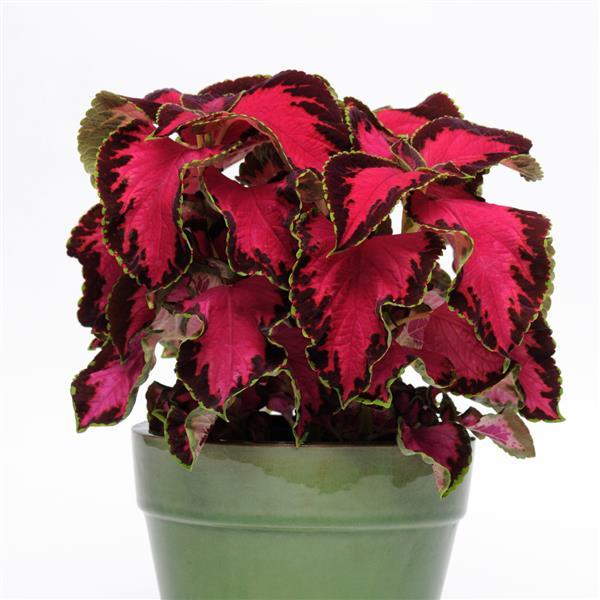 Coleus, Premium Sun Chocolate Covered Cherry Container