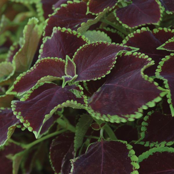 Coleus, Premium Sun Chocolate Mint Bloom