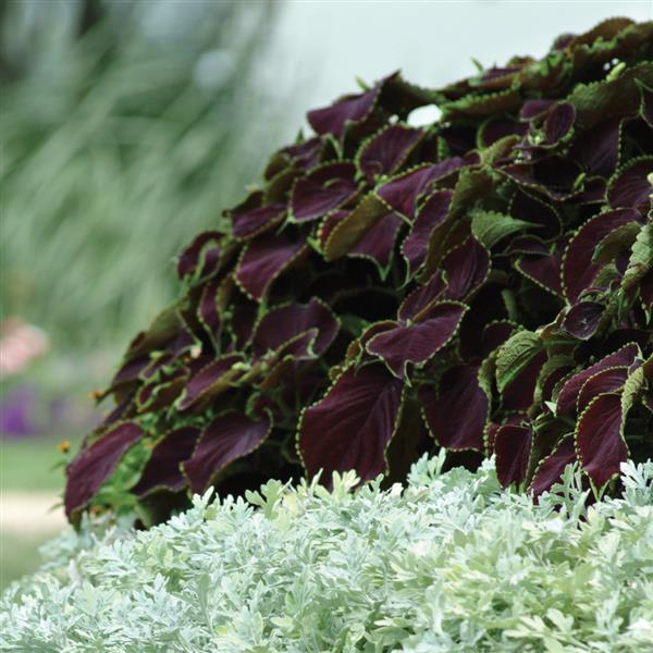 Coleus, Premium Sun Chocolate Mint Commercial Landscape 1