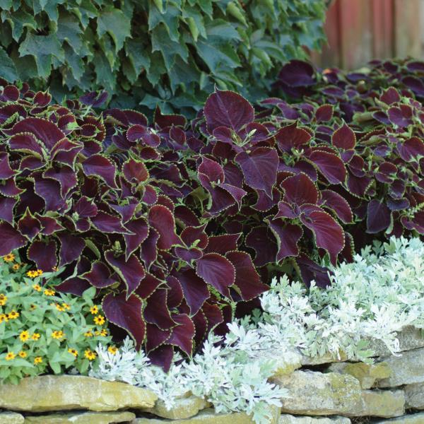 Coleus, Premium Sun Chocolate Mint Commercial Landscape 2