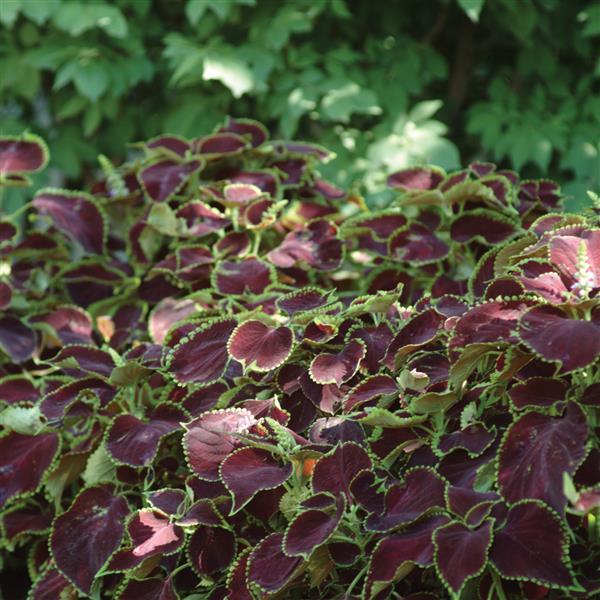 Coleus, Premium Sun Chocolate Mint Commercial Landscape 3