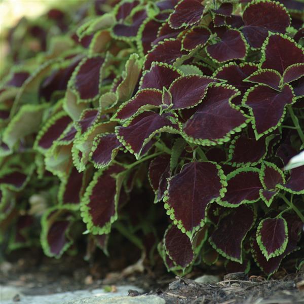 Coleus, Premium Sun Chocolate Mint Landscape