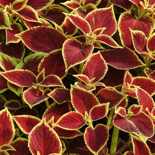 Coleus, Premium Sun Crimson Gold Bloom