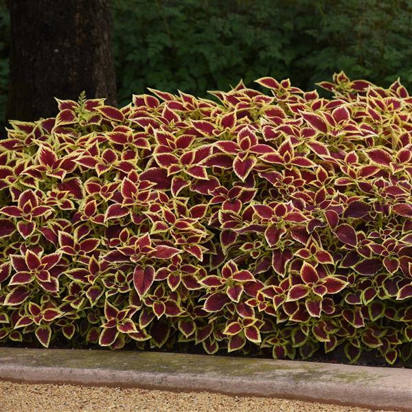 Coleus, Premium Sun Crimson Gold Commercial Landscape 1