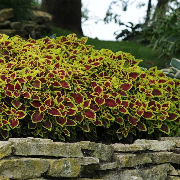 Coleus, Premium Sun Crimson Gold Commercial Landscape 3