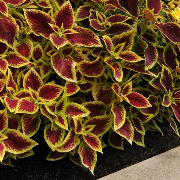 Coleus, Premium Sun Crimson Gold Landscape