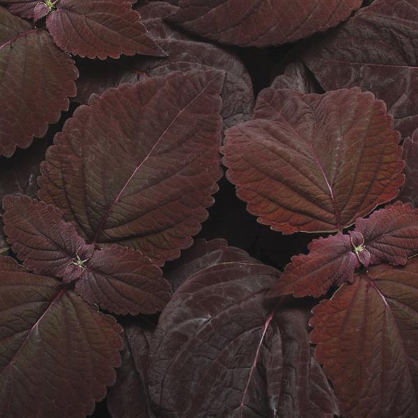 Coleus, Premium Sun Dark Chocolate Bloom