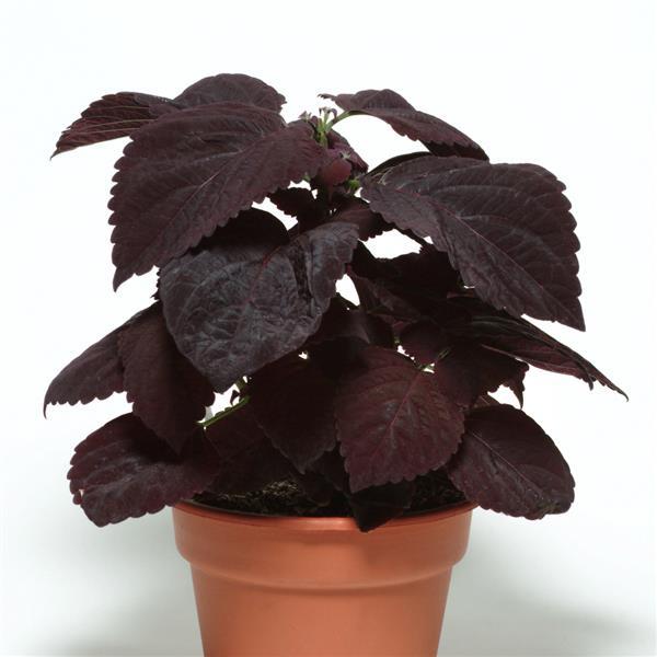 Coleus, Premium Sun Dark Chocolate Container