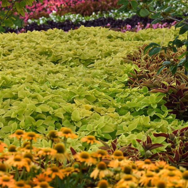 Coleus, Premium Sun Lime Delight Commercial Landscape 3