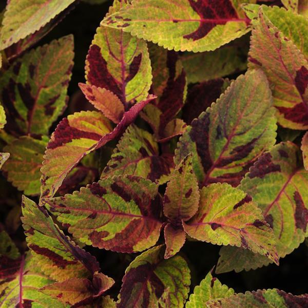 Coleus, Premium Sun Mighty Mosaic Bloom