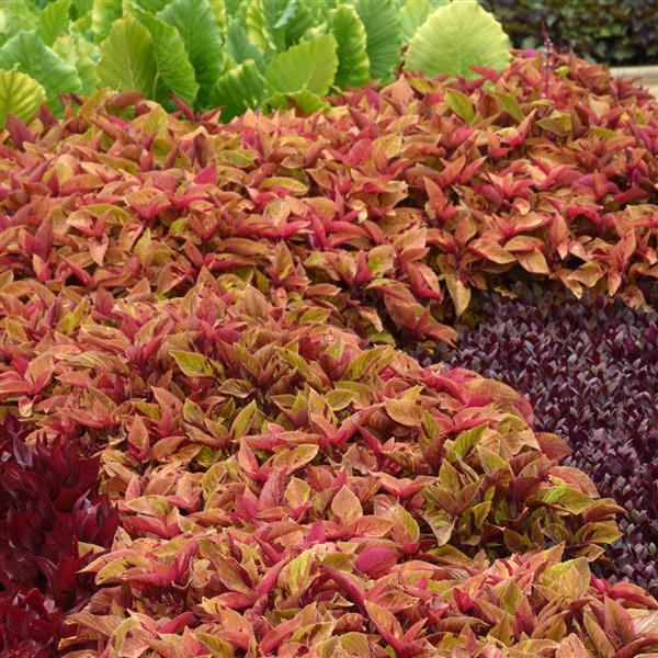 Coleus, Premium Sun Mighty Mosaic Commercial Landscape 1