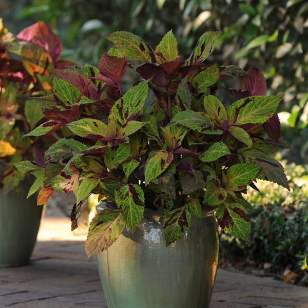 Coleus, Premium Sun Mighty Mosaic Container