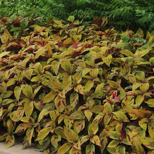 Coleus, Premium Sun Mighty Mosaic Landscape
