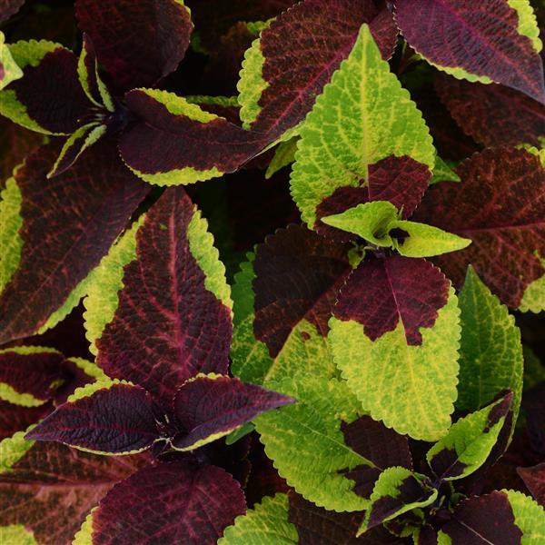 Coleus, Premium Sun Pineapple Surprise Bloom