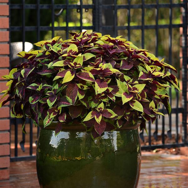 Coleus, Premium Sun Pineapple Surprise Container