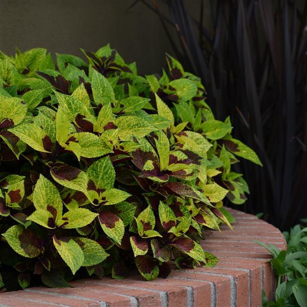 Coleus, Premium Sun Pineapple Surprise Landscape