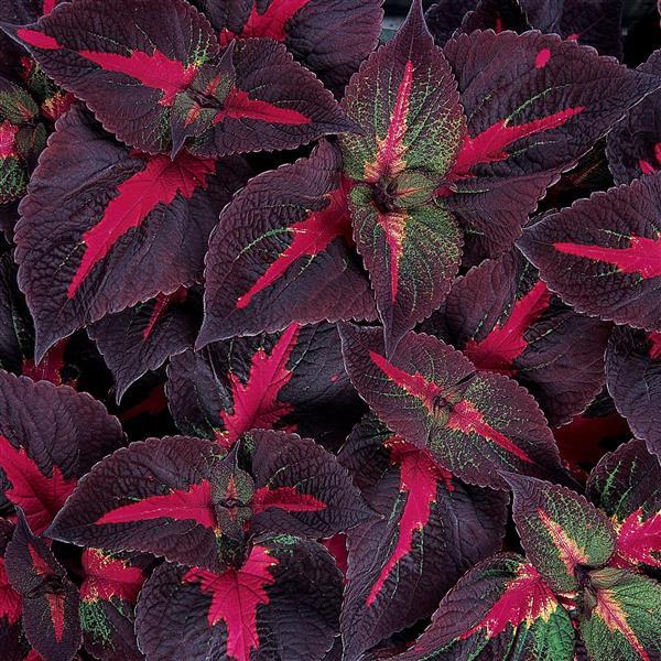 Magilla Purple Bloom