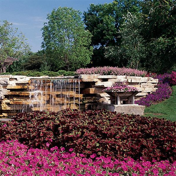 Magilla Purple Commercial Landscape 1
