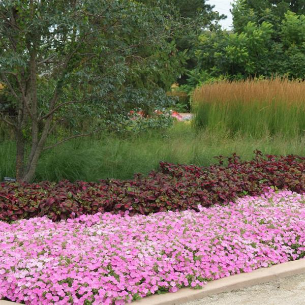 Magilla Purple Commercial Landscape 2