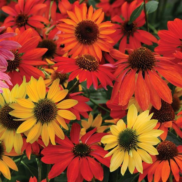 Echinacea Cheyenne Spirit Bloom