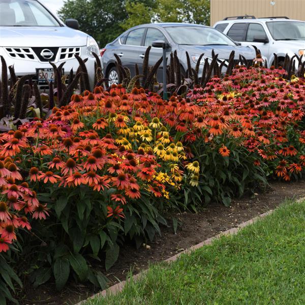 Echinacea Cheyenne Spirit Commercial Landscape 1