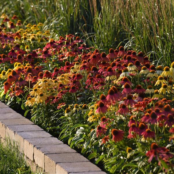 Echinacea Cheyenne Spirit Commercial Landscape 2