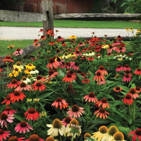 Echinacea Cheyenne Spirit Commercial Landscape 3
