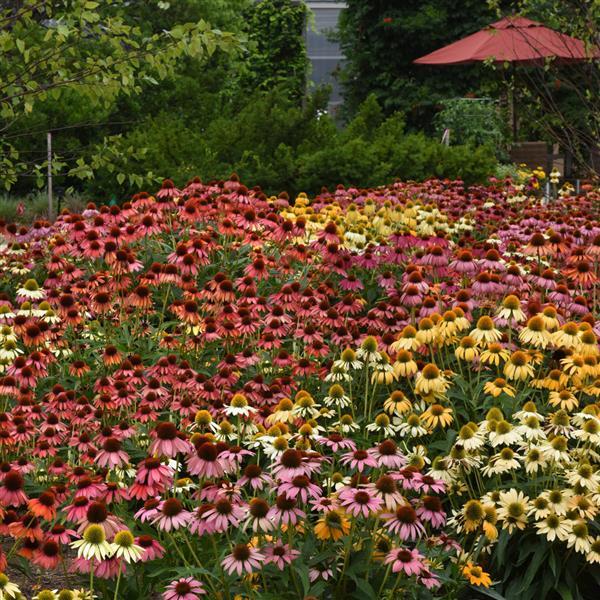 Echinacea Cheyenne Spirit Commercial Landscape 4