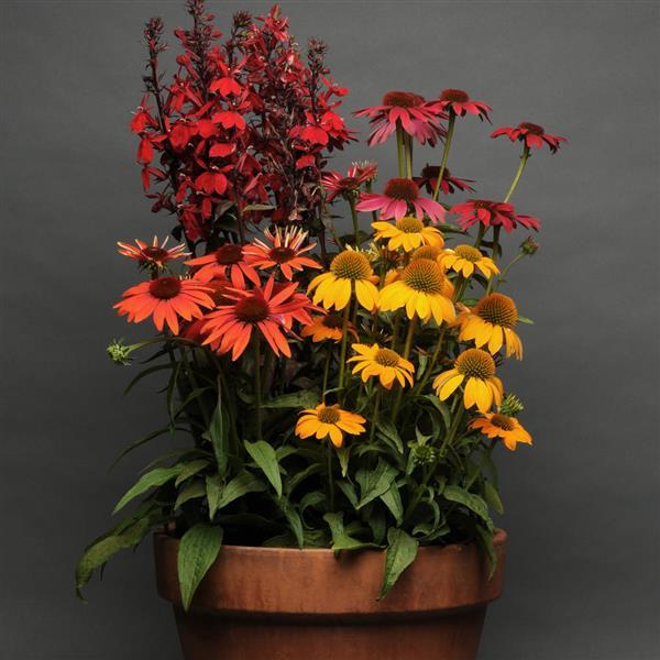 Echinacea Cheyenne Spirit Container