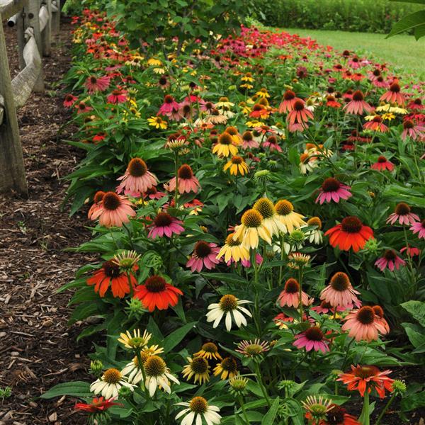 Echinacea Cheyenne Spirit Landscape